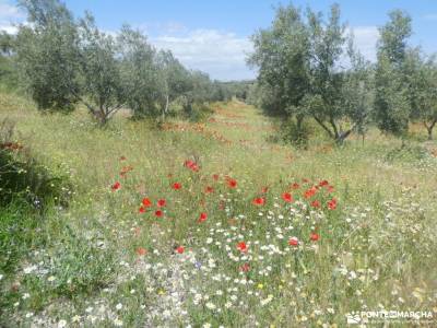 Comarca de Guadix y El Marquesado - Geoparque de Granada;via verde del tajuña pico posets refugio co